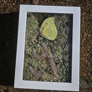 Real framed Butterfly 🦋